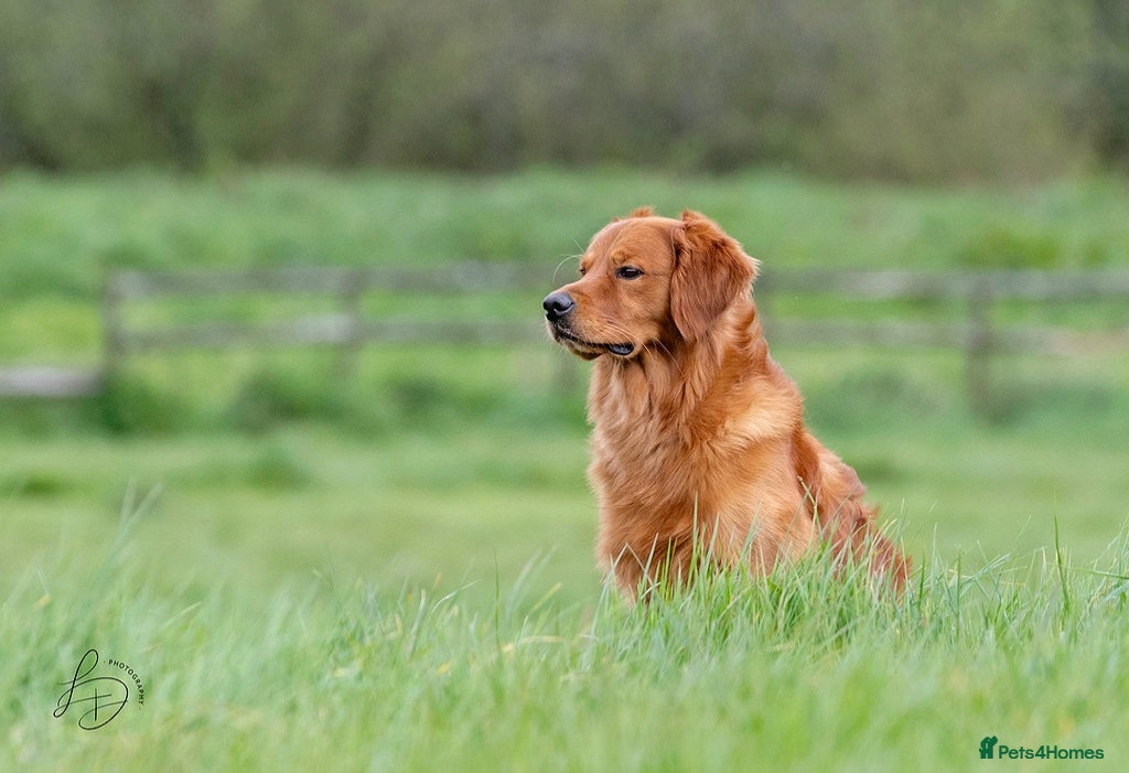 Golden Retriever dogs Fully Health Tested Show/Working Golden Retriever  - Advert 8