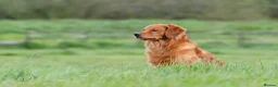 Golden Retriever dogs for stud: Fully Health Tested Show/Working Golden Retriever  - Advert 5