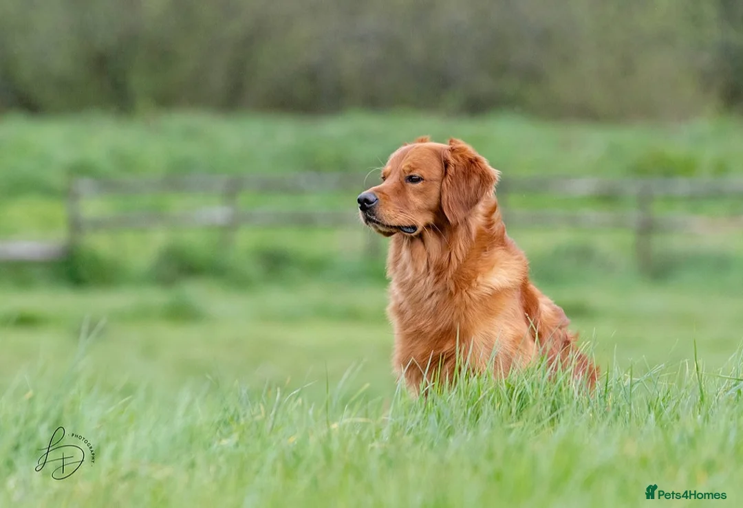 Golden Retriever dogs for stud: Fully Health Tested Show/Working Golden Retriever  - Advert 1