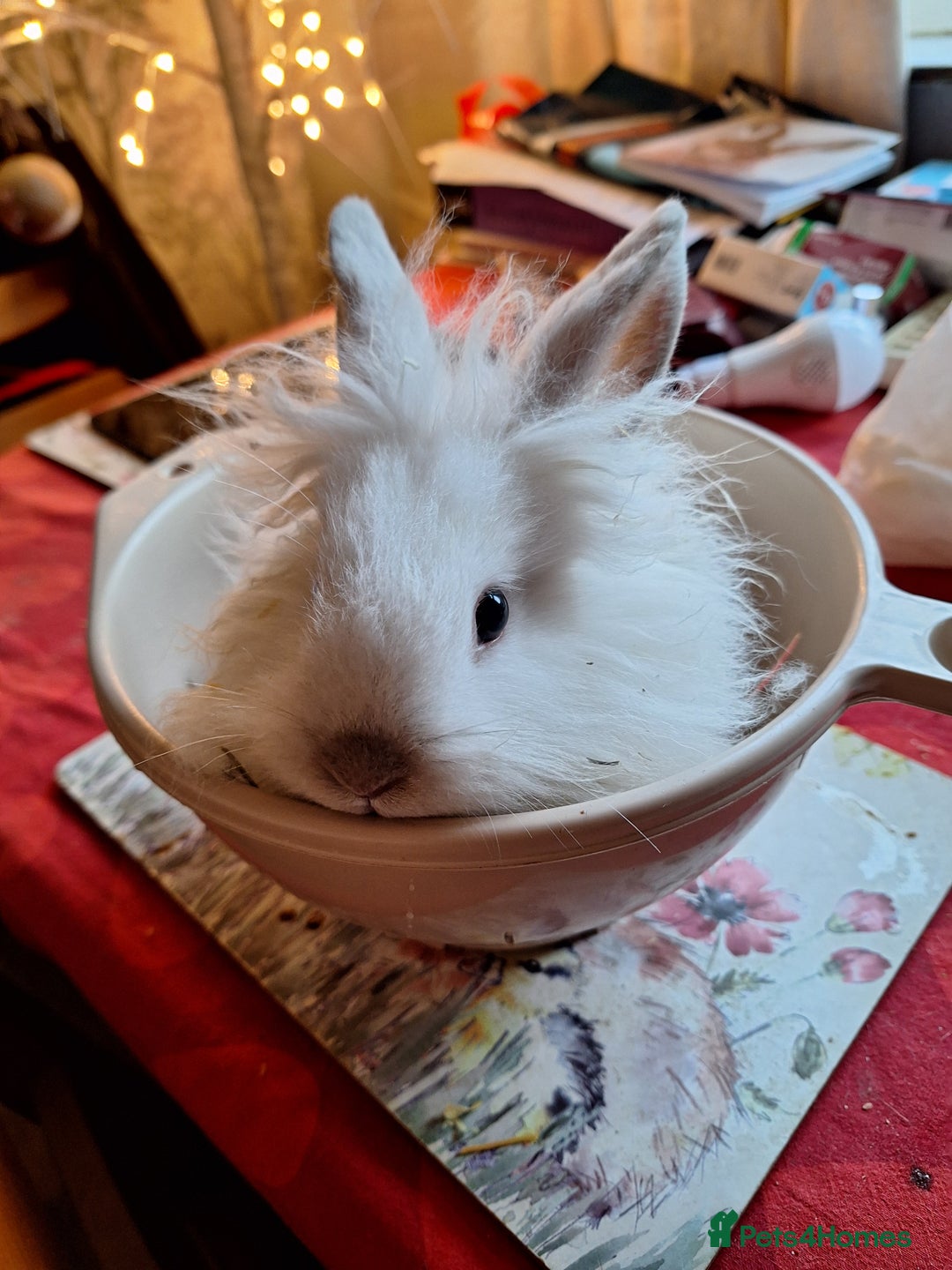 Lionhead rabbits for sale: Gorgeous little lionhead girl - Advert 3