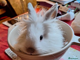 Lionhead rabbits Gorgeous little lionhead girl - Advert 6