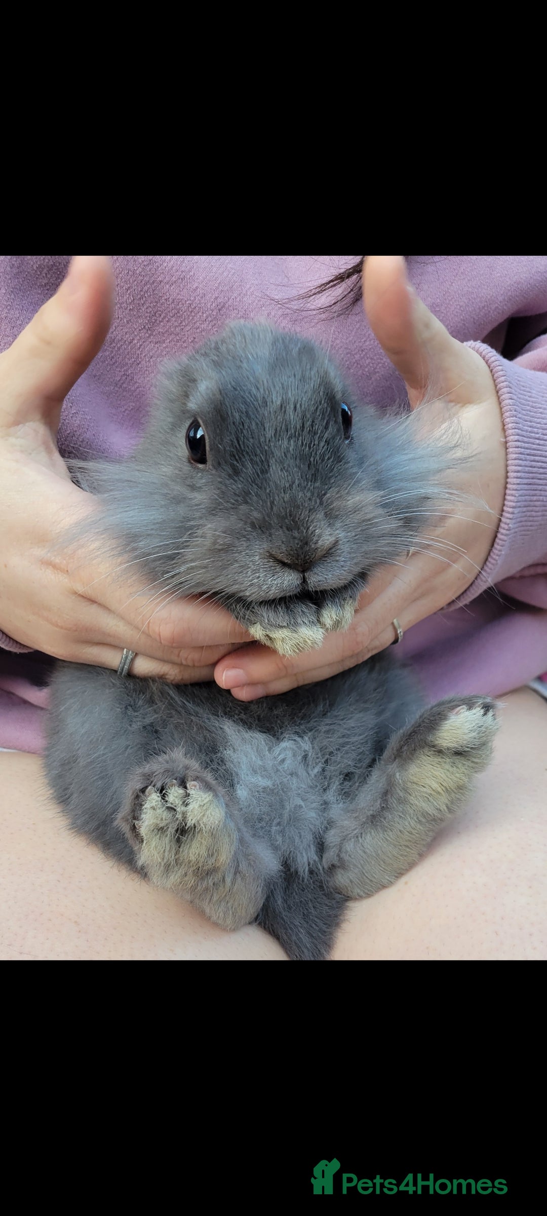 Mini Lion Lop rabbits Beautiful mini lionhead  - Advert 12