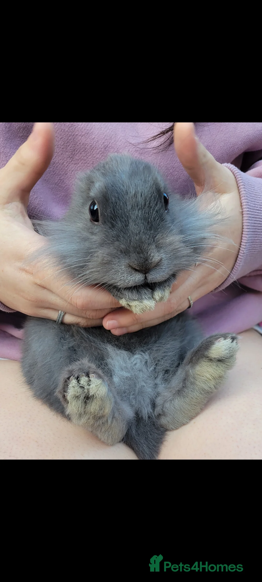 Mini Lion Lop rabbits for sale: Beautiful mini lionhead  in Bradford - Advert 1