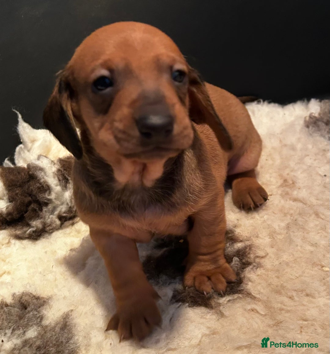 Dachshund dogs for sale: BEAUTIFUL KC REG STANDARD SMOOTH DACHSHUNDS  - Image 6