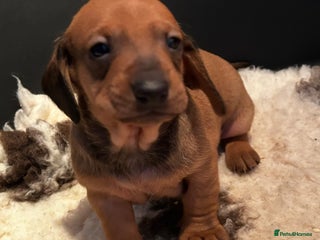 Dachshund dogs - Advert 1
