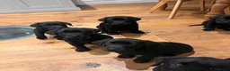 Labrador Retriever dogs for sale: 2 beautiful boys unreserved from first litter  - Advert 10