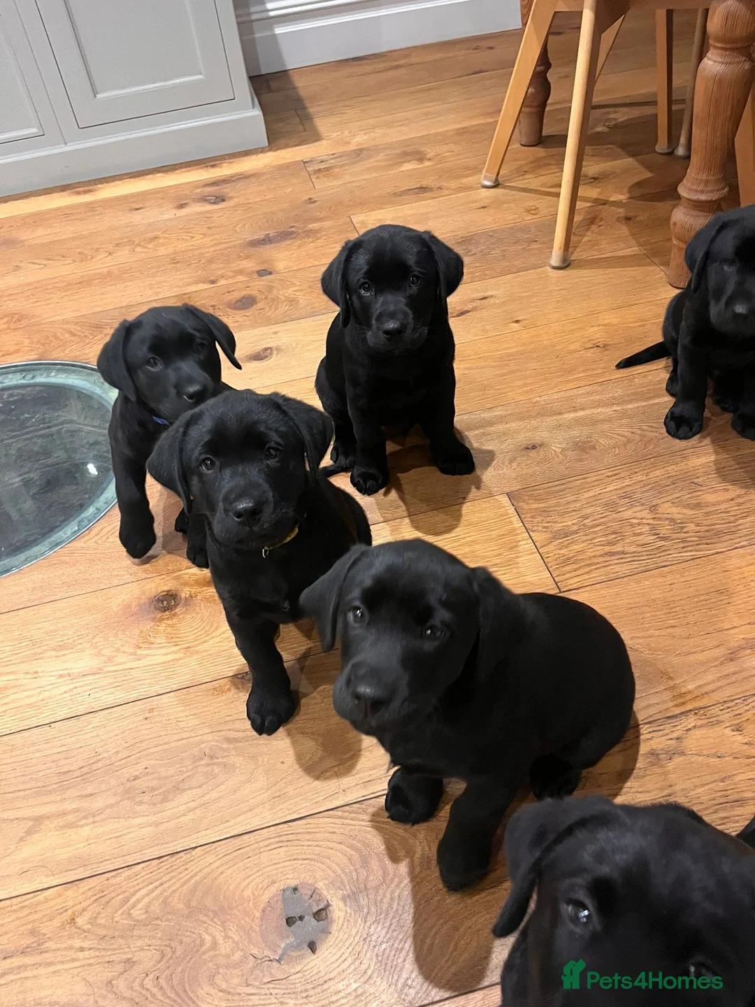 Labrador Retriever dogs for sale: 2 beautiful boys unreserved from first litter  - Advert 10