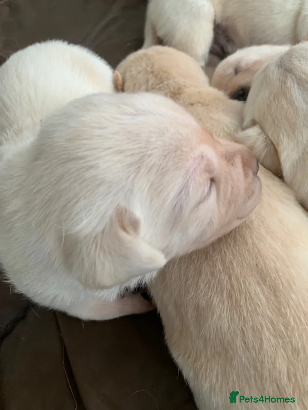 Labrador Retriever dogs for sale: kc registered labradors - Advert 8