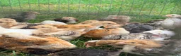 Mixed Breed poultry for sale: Bullets chickens Brahma  - Advert 3