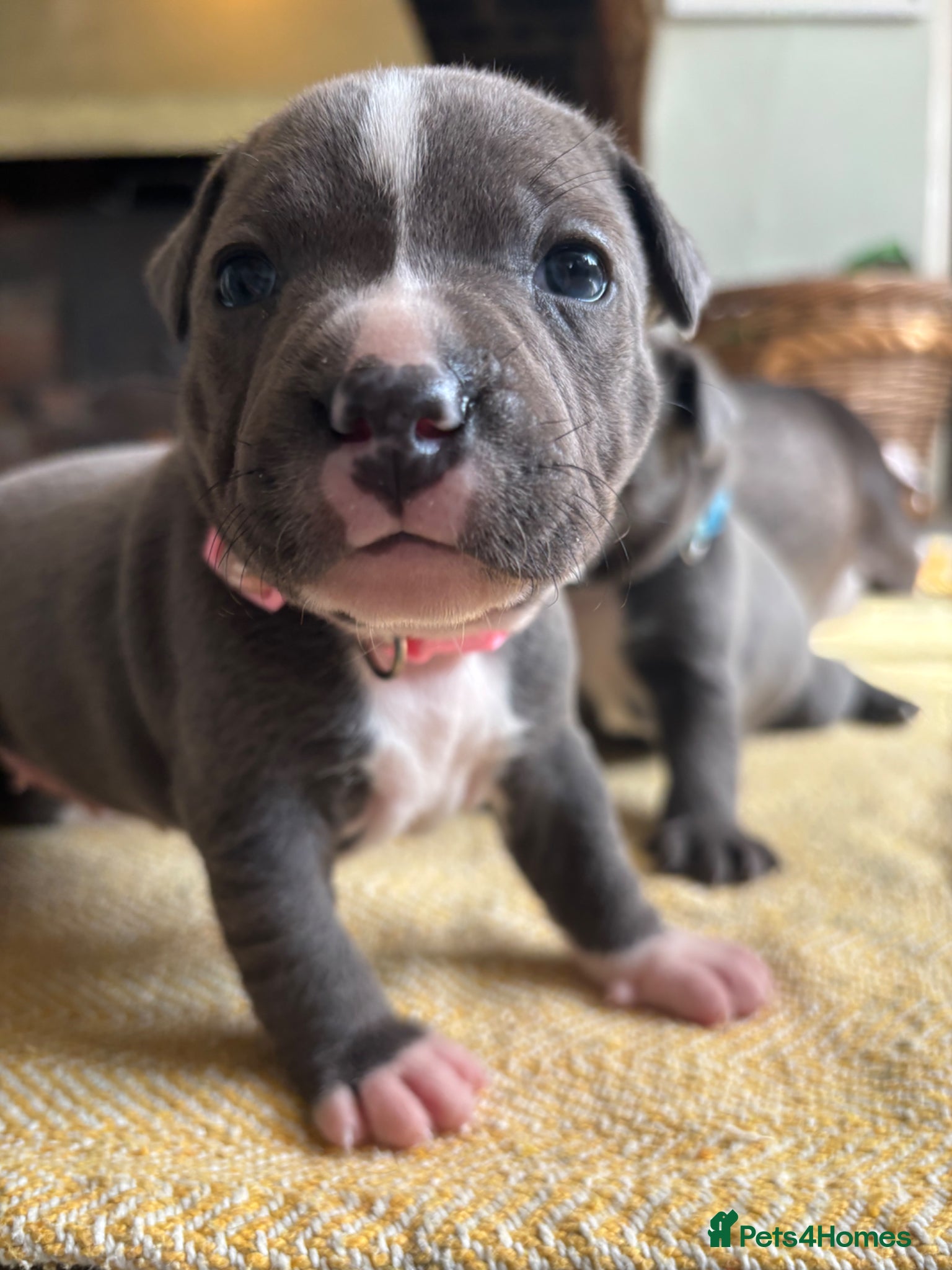 Staffordshire Bull Terrier dogs Beautiful Blue KC Registered Staffy Pups for sale - Advert 4