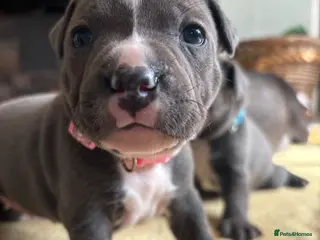 Staffordshire Bull Terrier dogs Beautiful Blue KC Registered Staffy Pups for sale - Advert 4