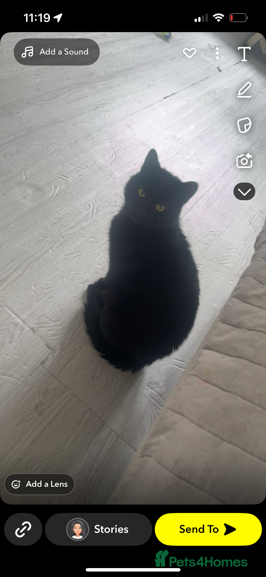 Mixed Breed cats for sale: 2 kittens 2 adults  - Image 3