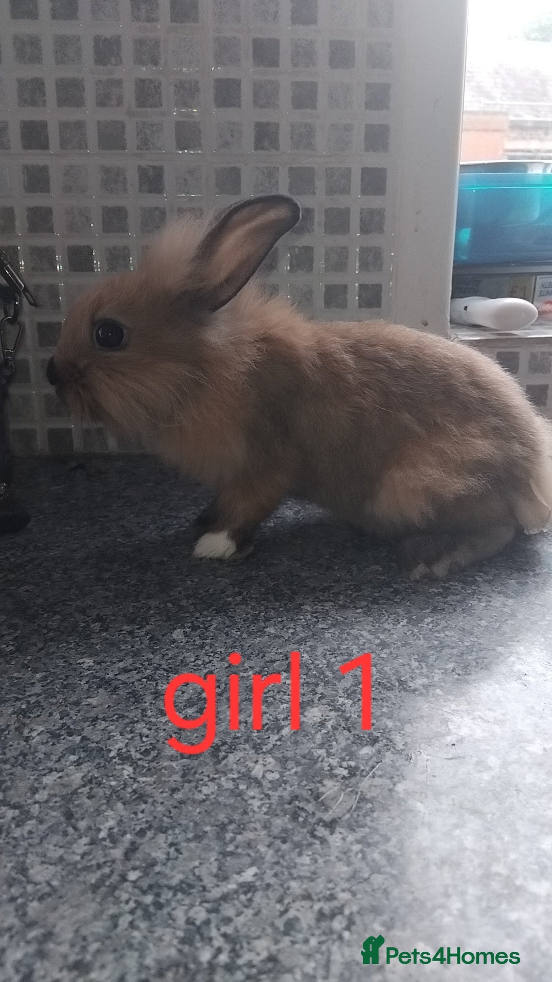Lionhead rabbits for sale: 5 beautiful lionhead female babies - Image 3