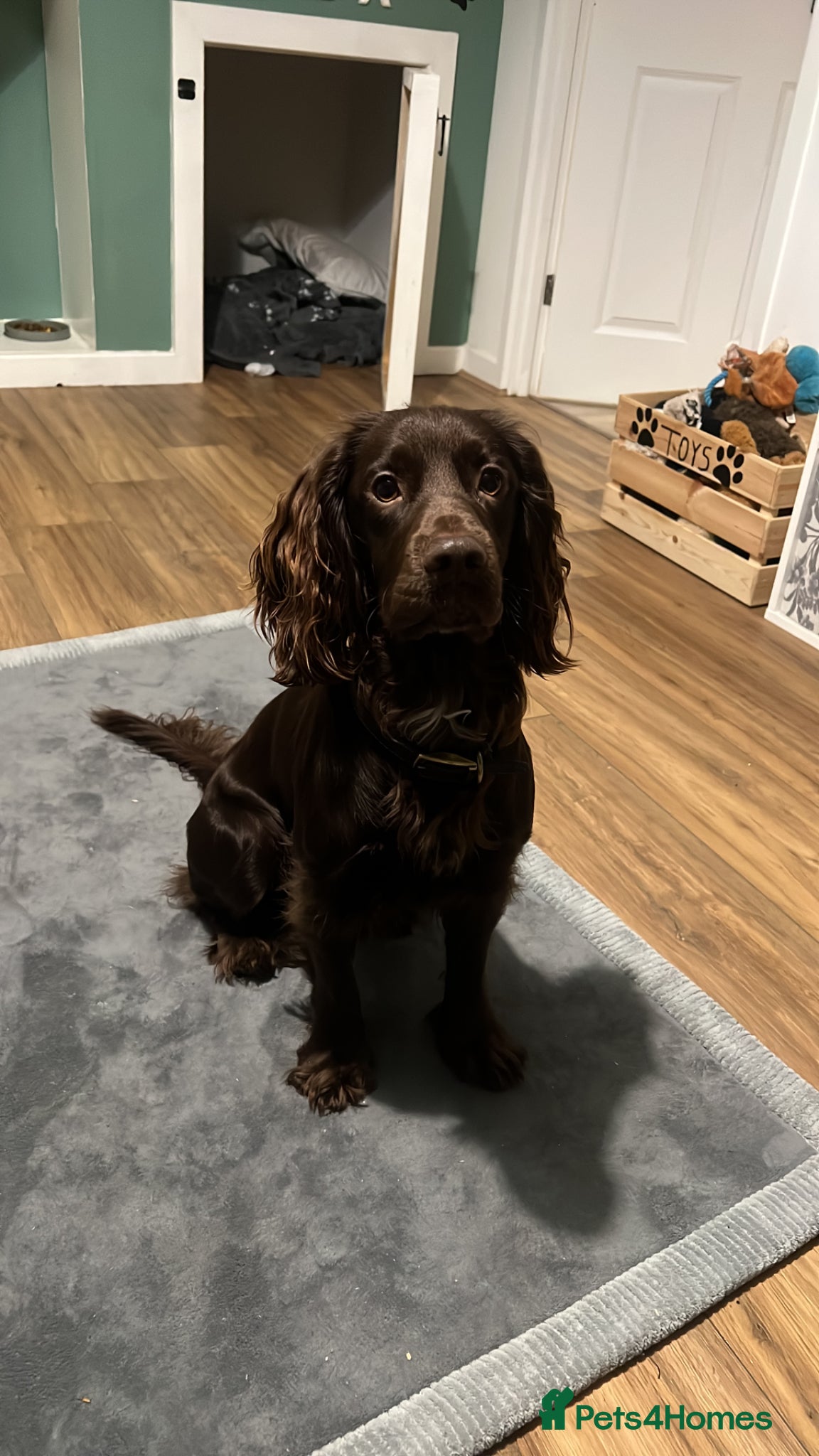 Cocker Spaniel dogs Gorgeous Chocolate Working Cocker Spaniel - Advert 2