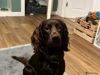 Cocker Spaniel dogs Gorgeous Chocolate Working Cocker Spaniel - Advert 2