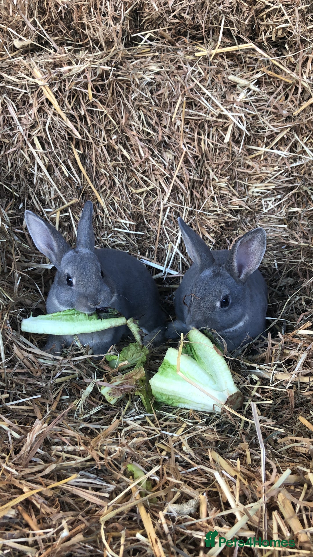 Rex rabbits for sale: Beautiful Pure Breed Velvet Mini Rex babies 🐰  - Image 7