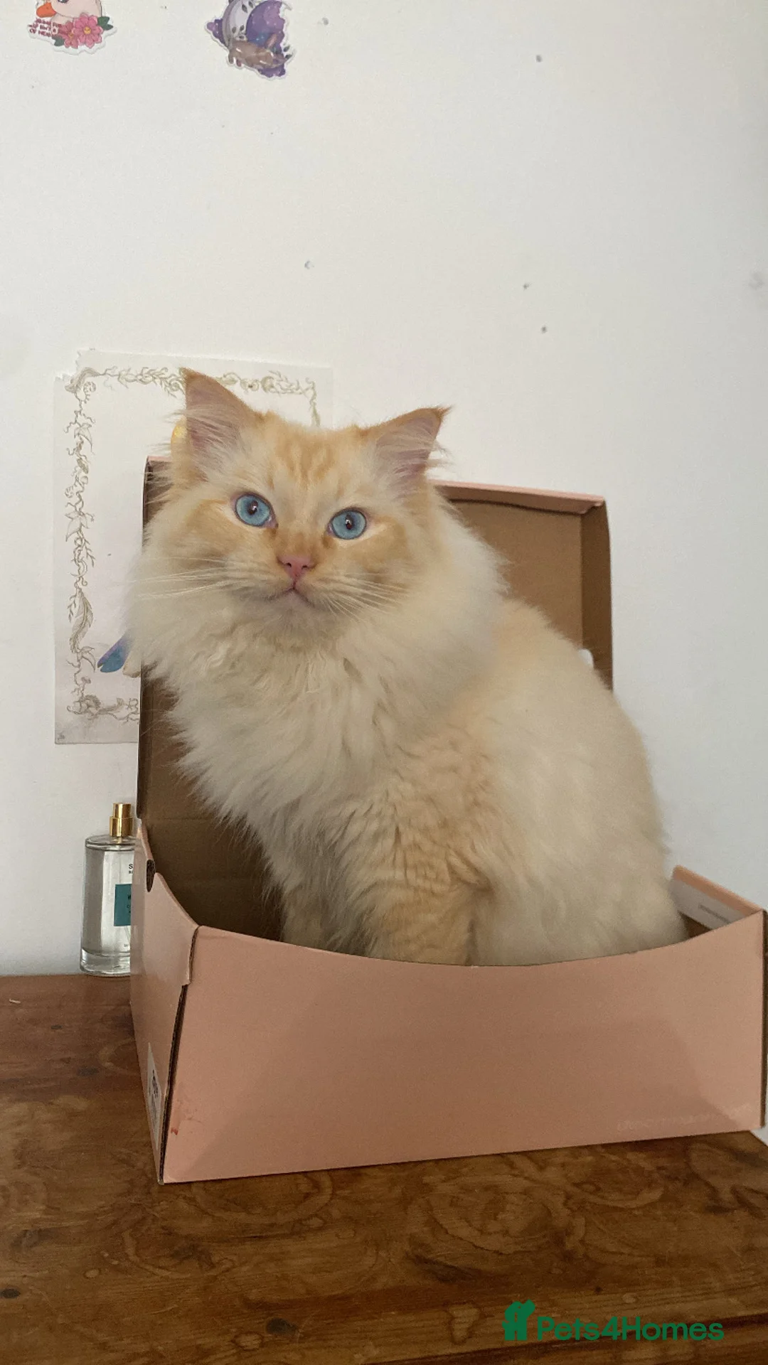 Ragdoll cats for stud: Flame point ragdoll for stud - Advert 2
