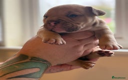 Mixed Breed dogs for sale: Stunning English bulldog mix pocket bully  - Image 28