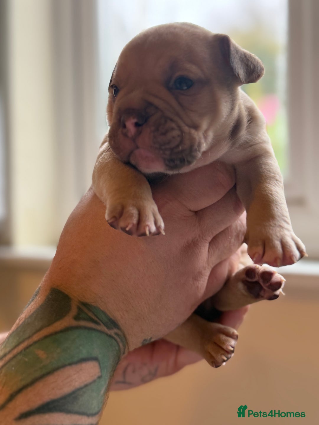 Mixed Breed dogs for sale: Stunning English bulldog mix pocket bully  - Image 28