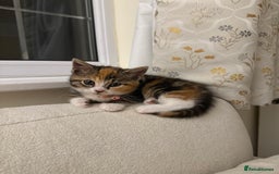 Domestic Shorthair cats for sale: Mixed Kitten female  - Image 3