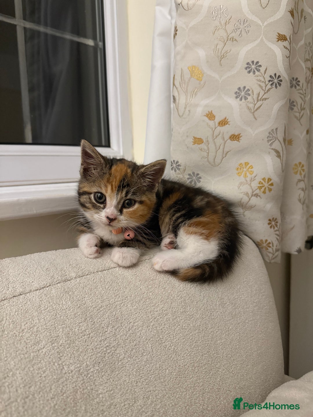 Domestic Shorthair cats for sale: Mixed Kitten female  - Image 3