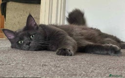 Maine Coon cats for sale: Maine coon girls - Image 17