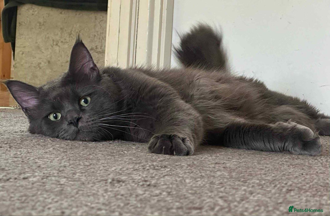 Maine Coon cats for sale: Maine coon girls - Image 17