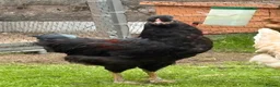 Chickens poultry for sale: friendly cockerels  - Advert 4