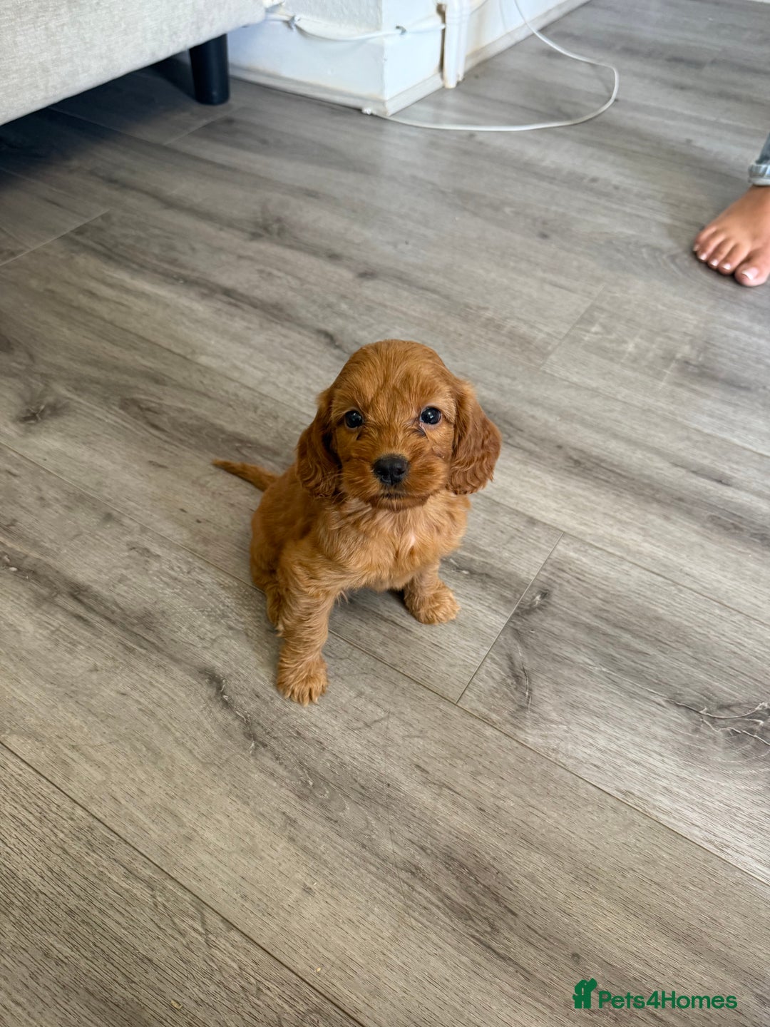 Cockapoo dogs for sale: STUNNING RED F1 COCKAPOO PUPPIES - Image 8