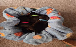 Mixed Breed dogs for sale: Beautiful Collie x K.C Staffy Pups  - Image 8
