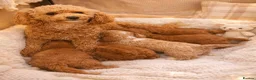 Poochon dogs for sale: Mini asian poochon puppies  - Advert 1