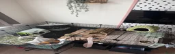 Guinea Pig rodents for sale: Hen & Popcorn Full Indoor Setup Loving Home Needed in Yateley - Advert 4