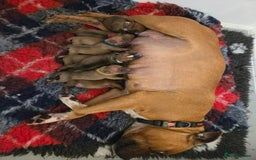 Staffordshire Bull Terrier dogs for sale: !READY NOW! KC Reg Quality Red Staffy Puppies  - Image 34