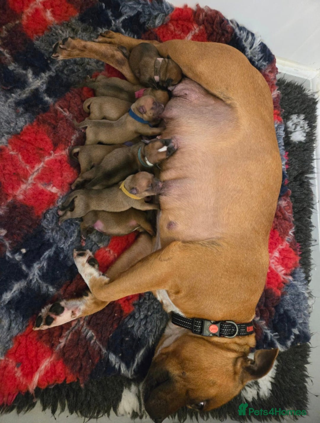 Staffordshire Bull Terrier dogs for sale: !READY NOW! KC Reg Quality Red Staffy Puppies  - Image 34