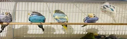 Budgerigars birds for sale: Budgies for sale  - Advert 5