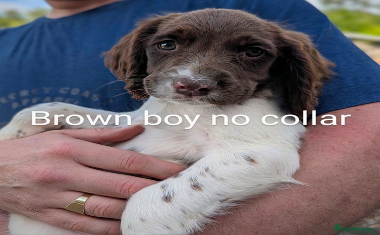 English Springer Spaniel dogs - Advert 7