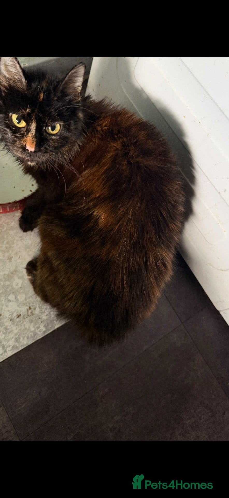 Mixed Breed cats Kittens for sale- ready to go  - Advert 2