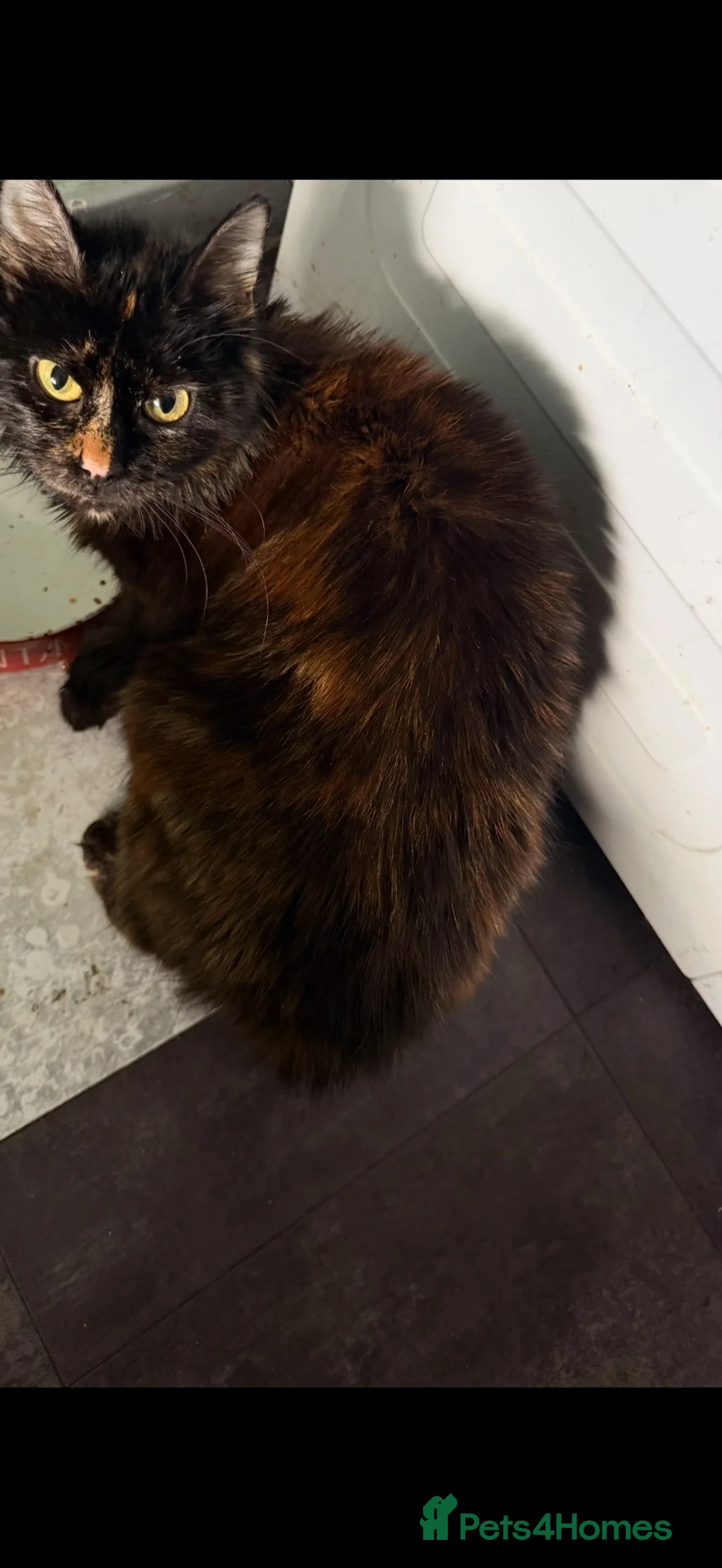 Mixed Breed cats for sale: Kittens for sale- ready to go  - Advert 1