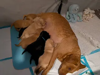 Labrador Retriever dogs KC Dark Red,Black,Yellow Labrador FTCH in lineage - Advert 3