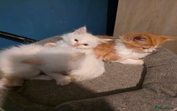 Maine Coon cats for sale: Mainecoon/ragdoll - Advert 3