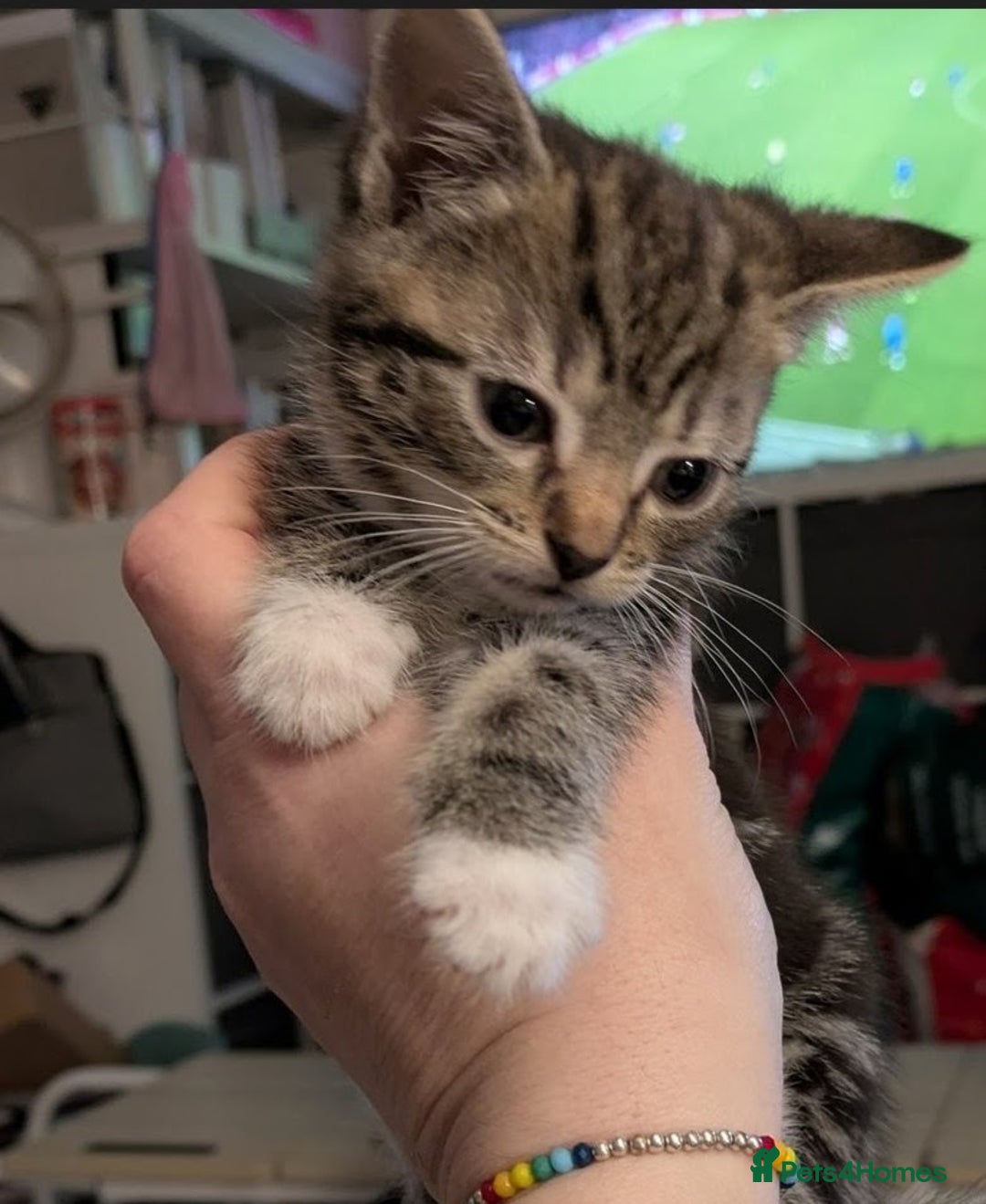 British Shorthair cats for sale: 2 female Kittens for sale - Advert 1