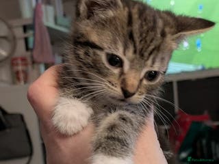 British Shorthair cats 2 female Kittens for sale - Advert 1