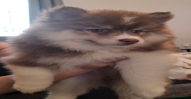 Pomsky dogs - Advert 6