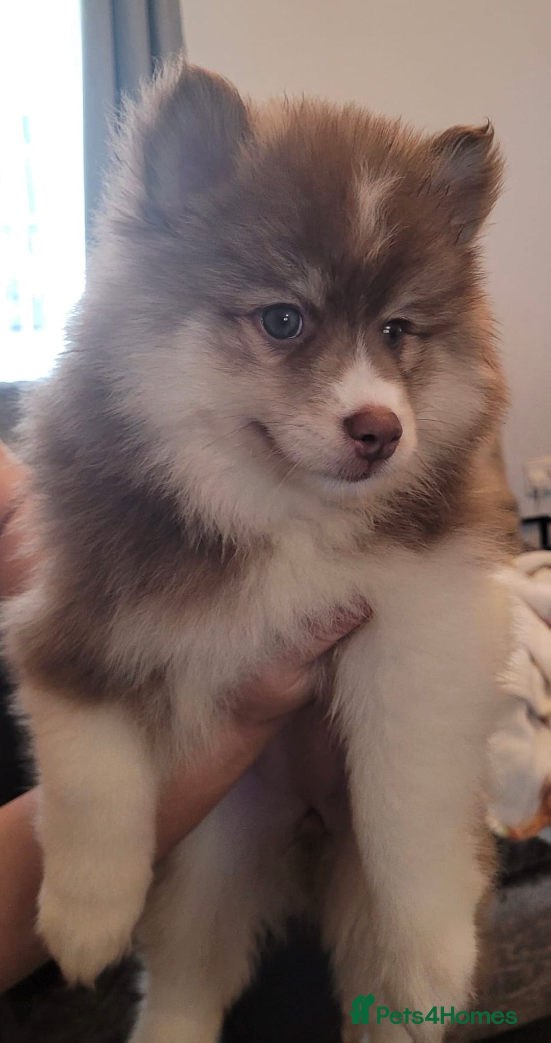 Pomsky dogs for sale: Pomsky Puppies - Advert 2