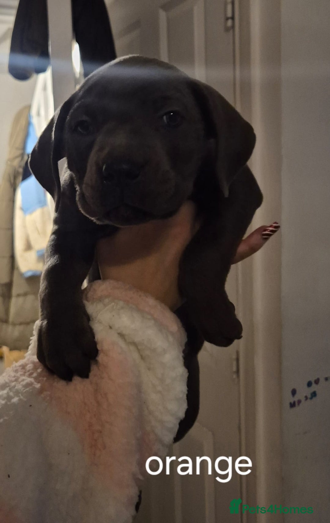 Cane Corso dogs for sale: Cane corso puppies - Advert 6