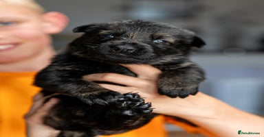 German Shepherd dogs in Bishop Auckland - Advert 1