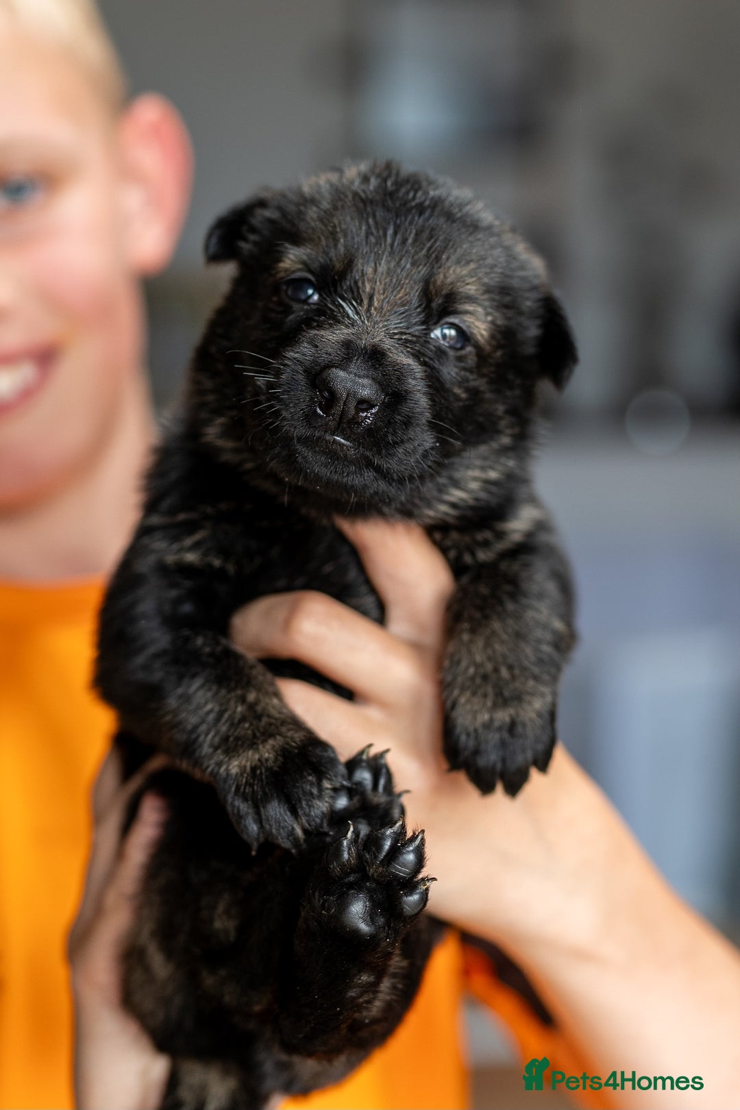 German Shepherd dogs for sale: Exceptionally bred fully heath checked GSD puppies in Bishop Auckland - Image 1