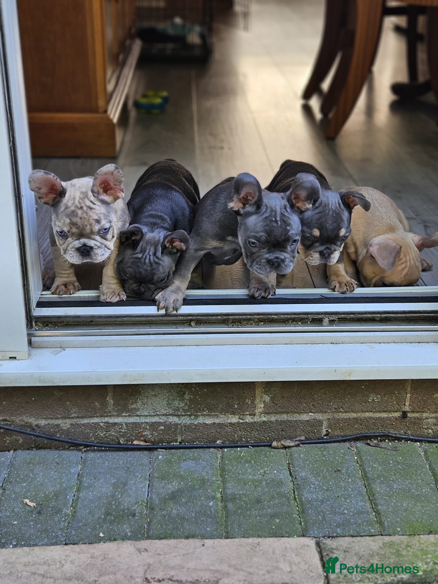 French Bulldog dogs 🐾French Bulldog Puppies for sale🐾 - Advert 1
