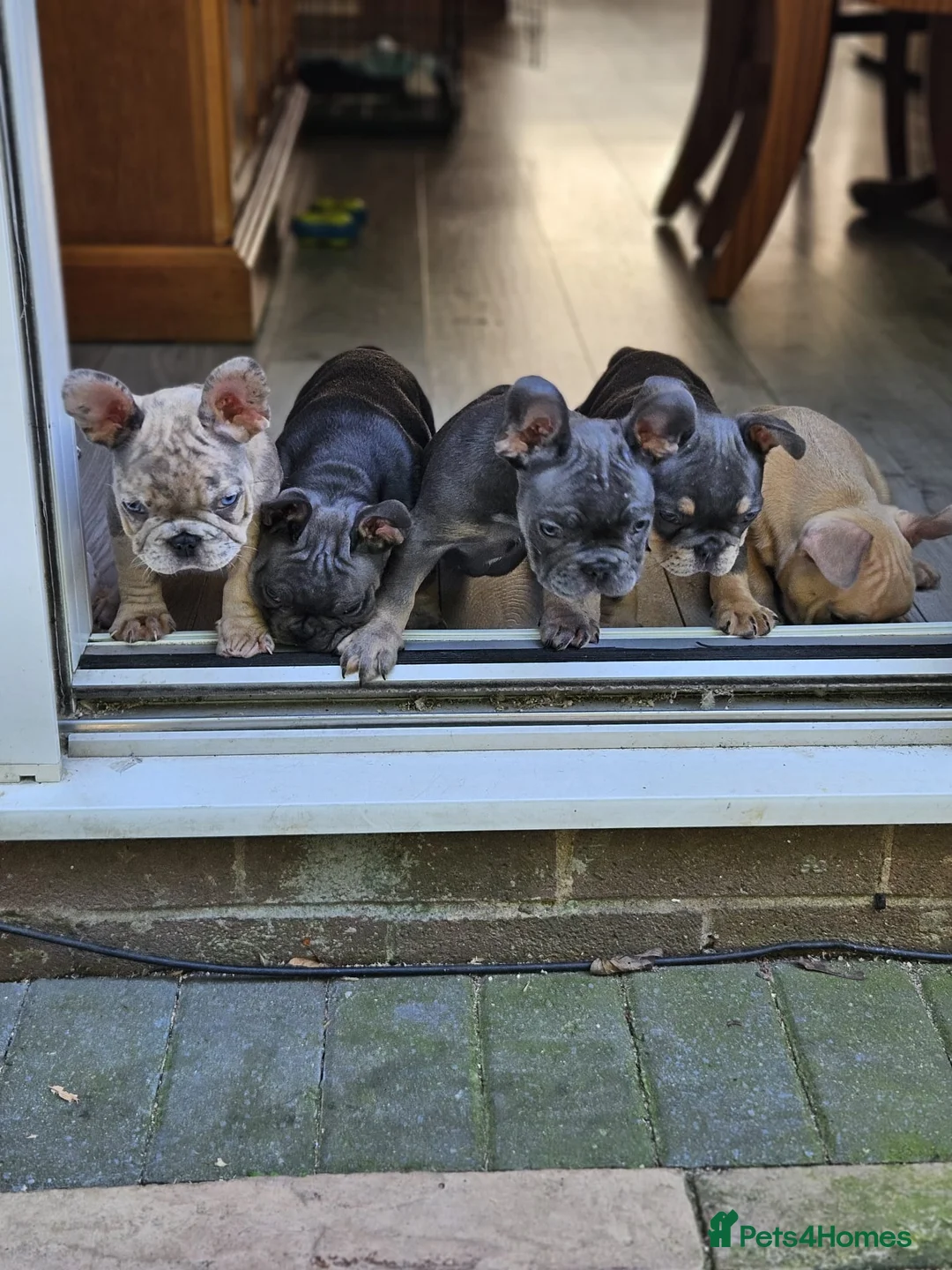 French Bulldog dogs for sale: 🐾French Bulldog Puppies for sale🐾 - Advert 1