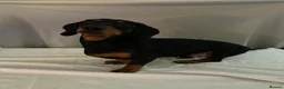 Dachshund dogs for sale: 2 beautiful dachshund  - Advert 6